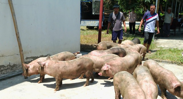 Nghi ngờ số lợn trên nhiễm dịch tả lợn châu Phi, lực lượng chức năng tỉnh Cao Bằng đã khẩn trương tiến hành lấy mẫu máu để xét nghiệm. Đồng thời, tiếp tục xác minh, xử lý vụ việc theo quy định của pháp luật.