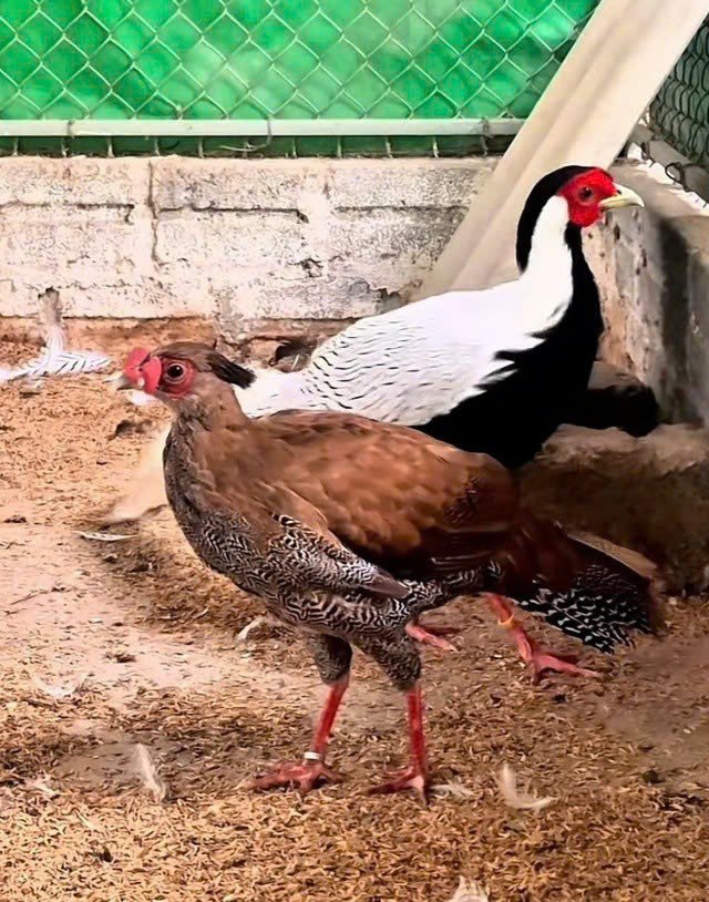 Gà lôi trắng dù có thể nhân nuôi nhưng vẫn thuộc loài nguy cấp, quý hiếm