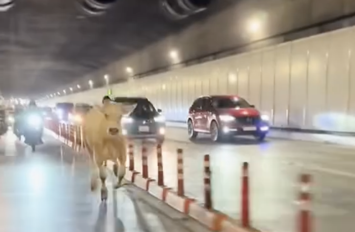 Con bò đi lạc vào hầm sông Sài Gòn.