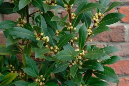 Thị trường - Tiêu dùng - Loại lá mọc dại khắp Việt Nam, "mời chưa chắc đã lấy", ở nước ngoài 2 triệu đồng/kg