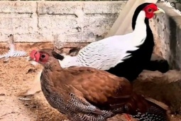 Tin tức trong ngày - Gà lôi trắng có thể được nhân, nuôi vì sao vẫn thuộc loài nguy cấp, quý hiếm?
