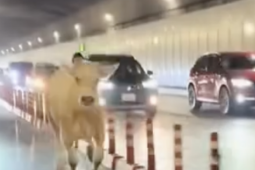 Tin tức trong ngày - Chủ con bò đi lạc vào hầm sông Sài Gòn nói lý do gây bất ngờ