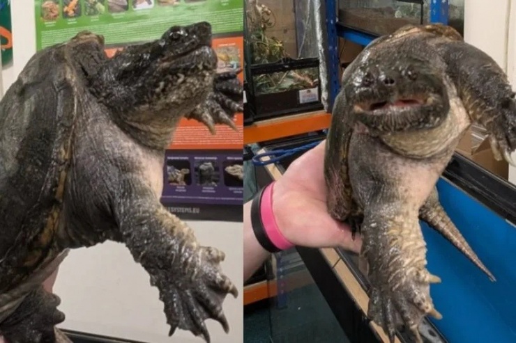 Con rùa gây ra sự biến mất của hàng loạt con vịt ở Bournville. (Nguồn: Axolotl & Reptile Rescue And Advice UK)