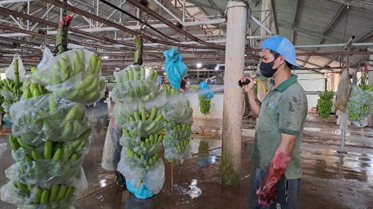 Quả chuối Việt Nam đang ngày càng tăng tốc tại Nhật Bản. ẢNH: THU HÀ