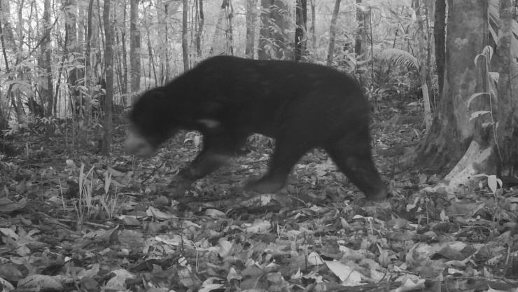 Thông qua công nghệ bẫy ảnh ghi lại gấu ngựa quý hiếm.