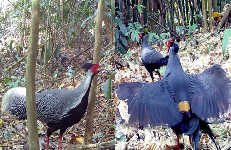 Gà lôi vằn và cặp gà lôi hồng tía được phát hiện trong Vườn quốc gia Chư Mom Ray.