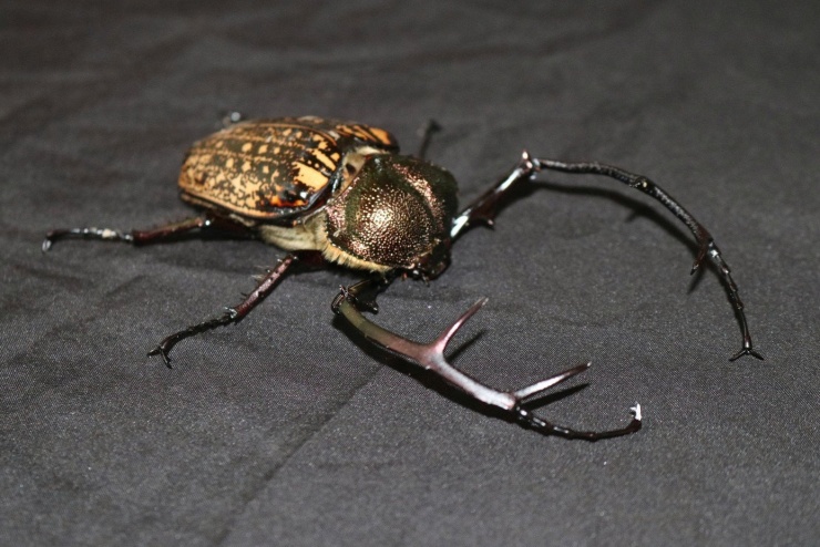 Loài động vật quý hiếm là cua bay được phát hiện tại Vườn Quốc gia Chư Mom Ray.