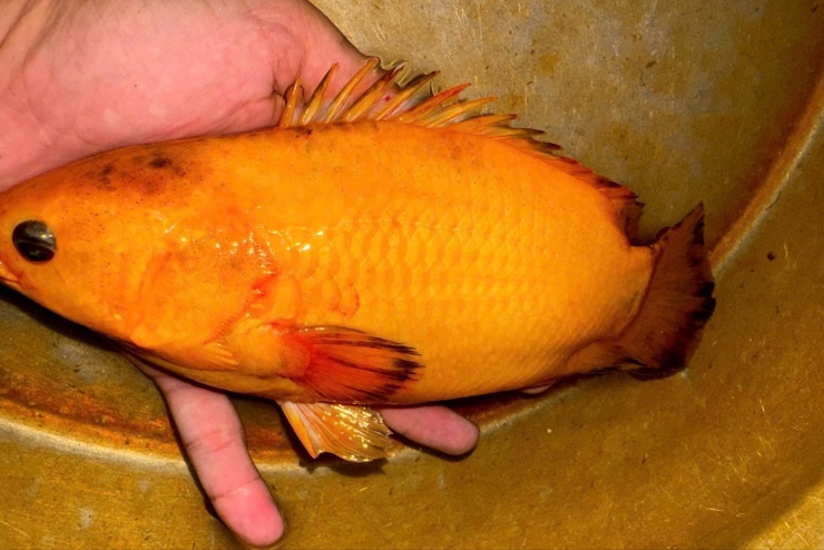 Cá rô đồng có màu vàng óng.
