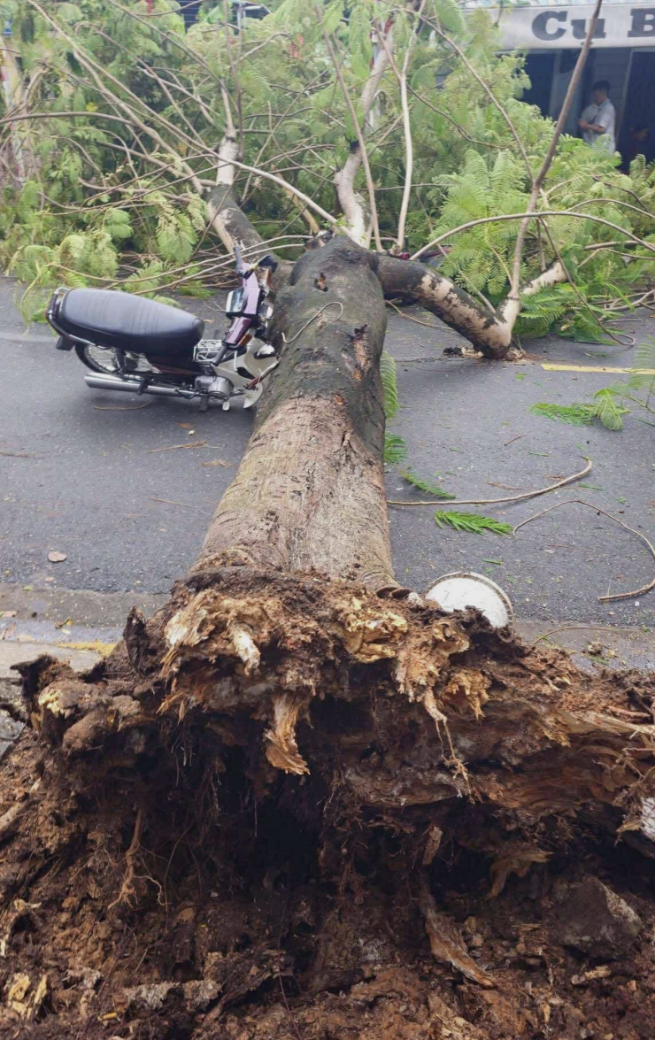 Cây phượng bật gốc đổ xuống lòng đường phố Hàm Nghi, phường Đông Hà.