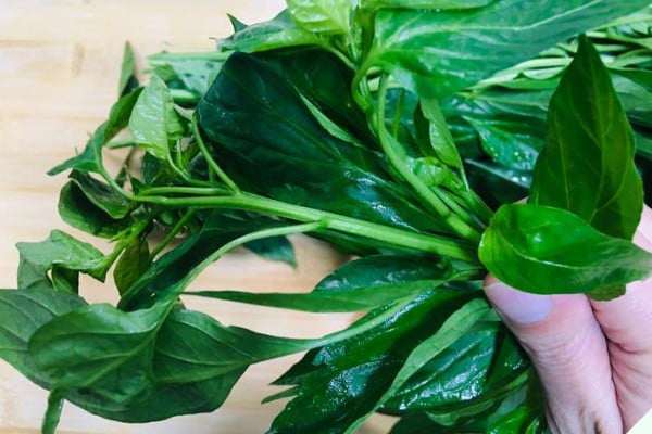 Đừng chỉ ăn quả, lá loại cây này quý như "nhân sâm người nghèo", ở quê mọc um tùm - 1