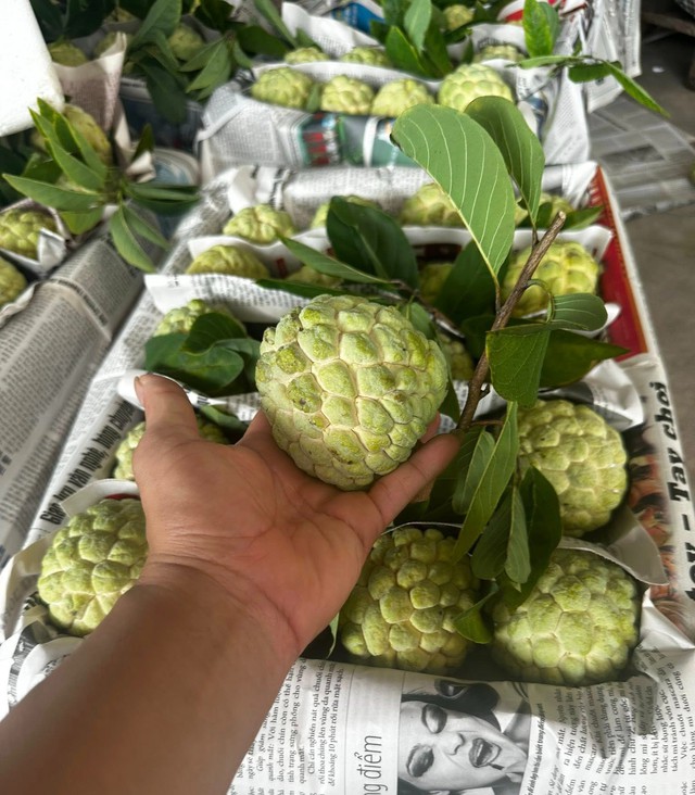 Na Lạng Sơn vào vụ có giá bán cao, có thể lên đến 50.000-80.000 đồng/kg.