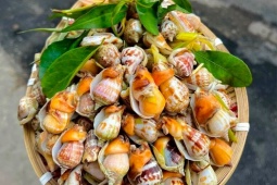 Thị trường - Tiêu dùng - Loài đặc sản có tên "ngượng đỏ mặt", nay hoá mỏ tiền dân bắt về bán giá tới 200.000 đồng/kg