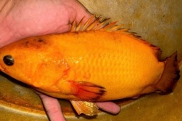 Tin tức trong ngày - Độc lạ miền Tây: Người dân Cần Thơ câu được cá rô vàng óng ánh