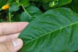 Sức khỏe đời sống - Đừng chỉ ăn quả, lá loại cây này quý như "nhân sâm người nghèo", ở quê mọc um tùm