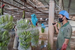 Thị trường - Tiêu dùng - Vì sao quả chuối Việt Nam đột nhiên 'gây sốt' ở nước ngoài?