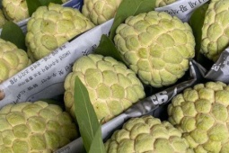 Thị trường - Tiêu dùng - Na Lạng Sơn vào mùa, bà nội trợ Hà thành rộn ràng 'săn' đặc sản