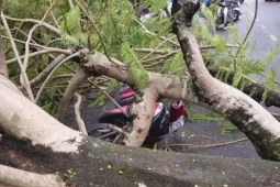 Tin tức trong ngày - Cây phượng bật gốc đổ xuống đường, 4 người thoát chết trong gang tấc