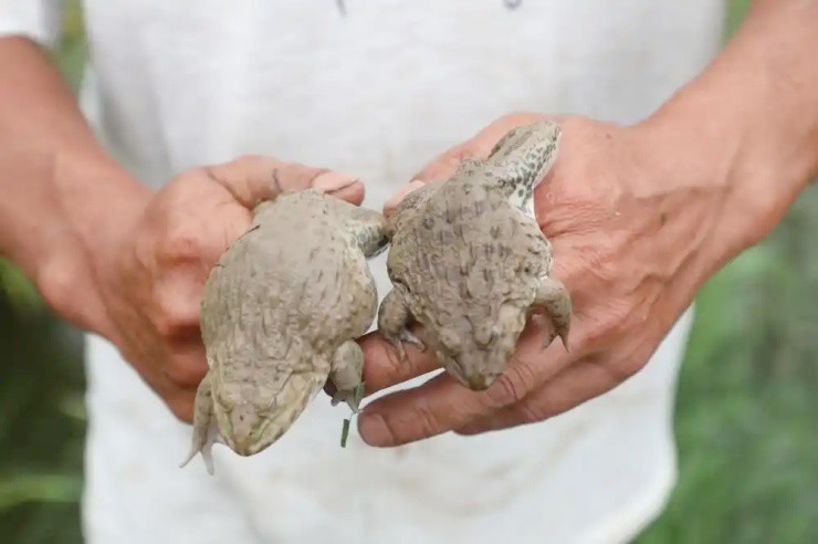 Công nhân bỏ phố về quê nuôi “ếch vàng”, thu hơn 700 triệu/năm - 5