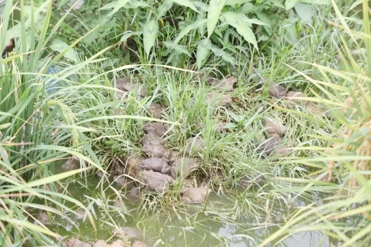 Công nhân bỏ phố về quê nuôi “ếch vàng”, thu hơn 700 triệu/năm - 2