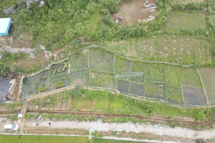 Công nhân bỏ phố về quê nuôi “ếch vàng”, thu hơn 700 triệu/năm - 3