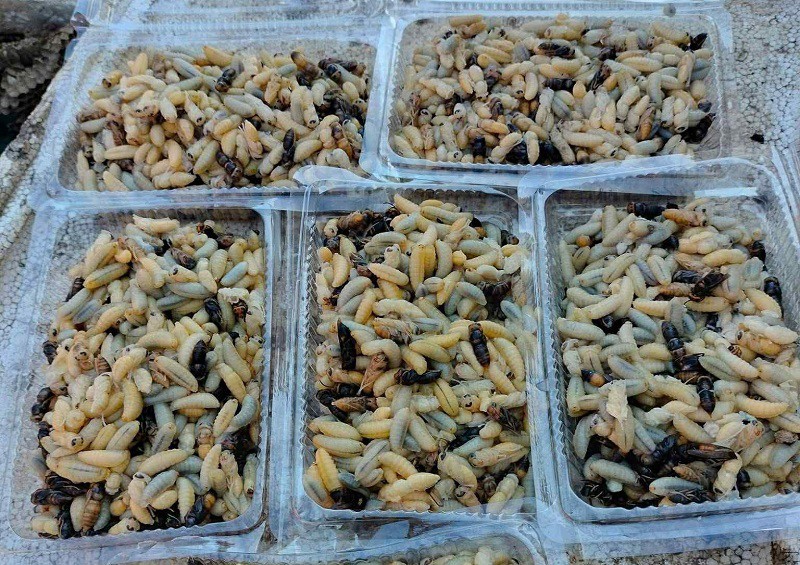 Ong vò vẽ sau khi tách ra khỏi tổ được chia làm nhiều loại khác nhau, con non, con già và nhộng. (Ảnh: Cúc Lan)