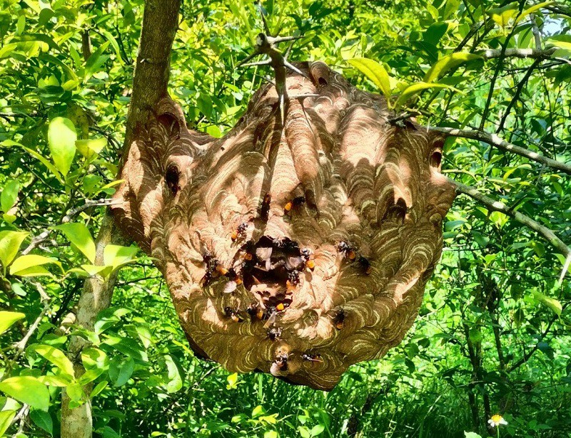 Ong vò vẽ có nọc độc rất nguy hiểm. (Ảnh: Tịnh Tịnh)