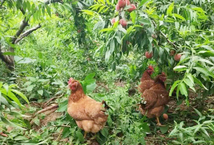 Từng mất trắng hơn 200 triệu, nay giàu to nhờ lên núi nuôi loài “nhả vàng” - 2