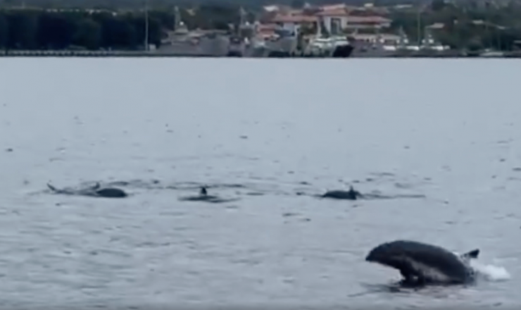 Đàn cá heo nhào lộn trong vịnh Cam Ranh. Ảnh: Cắt từ clip.