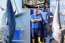 Ngư dân bắt được cá ngừ khổng lồ, bán với giá "khủng"