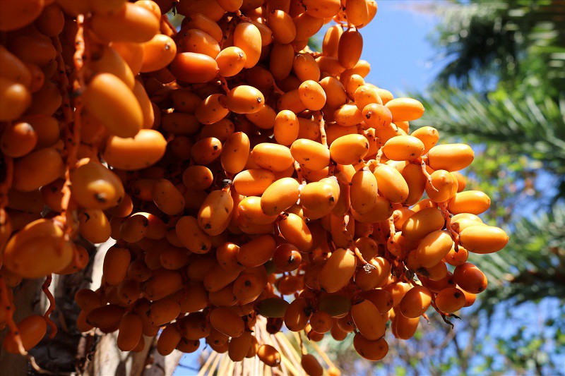 Chà là có vị ngọt đậm và là loại quả rất tốt cho sức khoẻ, được nhiều người ưa chuộng.