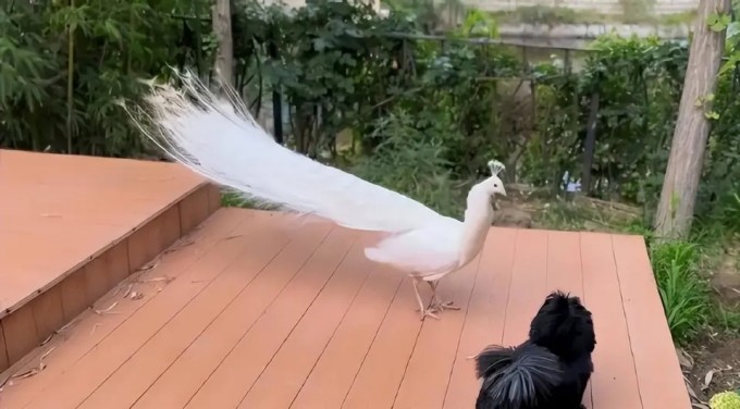 Sân và vườn nhà 'như một sở thú mini' với chó và thỏ, công.
