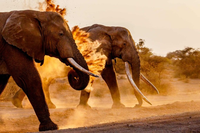Những con voi "siêu ngà" ở Công viên Quốc gia Amboseli, Kenya. Ảnh: Klein &amp; Hubert