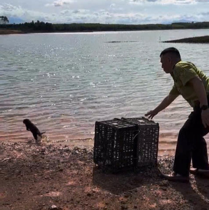 Con rái cá quý hiếm lập tức nhảy xuống nước khi lực lượng chức năng mở lồng, thả về tự nhiên