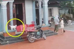 Clip: Đi giao hàng, thanh niên “vô tình” được luôn một chú mèo dễ thương