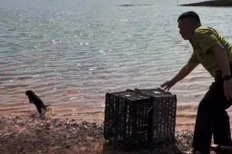Tin tức trong ngày - Lần theo tiếng kêu lạ trong đêm, người dân bắt được con vật quý hiếm