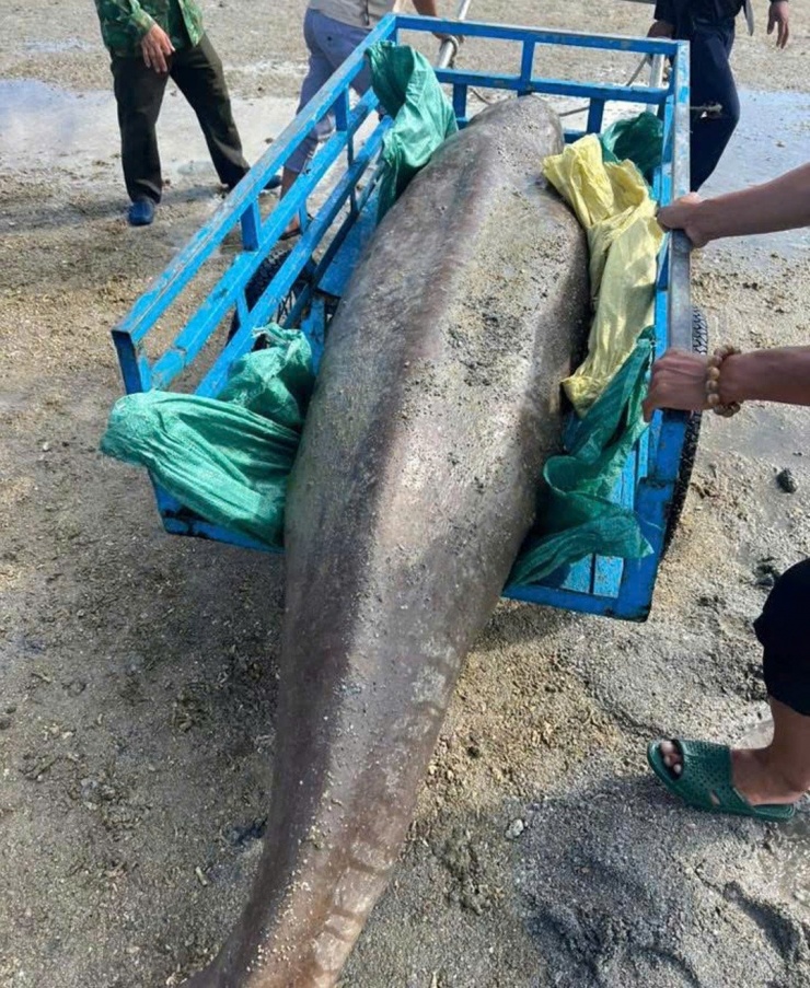 Xác cá thể bò biển Dugong được cơ quan chức năng đưa lên xe, kéo vào bờ. Ảnh: Đặng Lâm