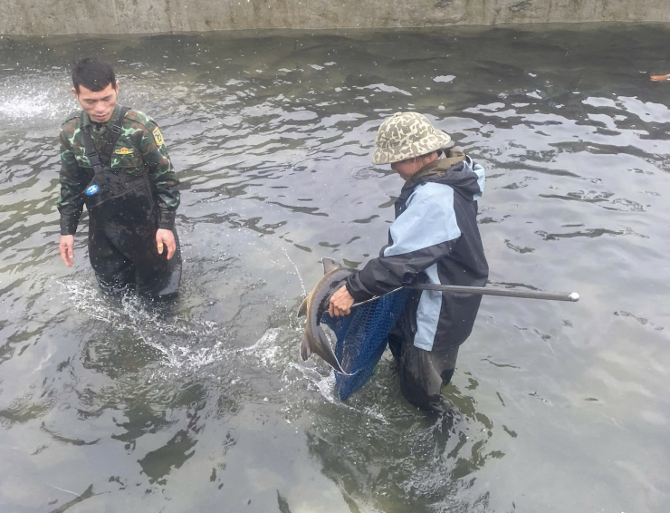 Người nuôi cá tầm ở Lào Cai chịu lỗ nặng vẫn khó bán hàng. Ảnh: NVCC