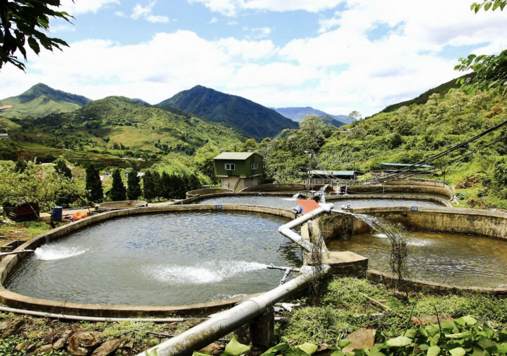 Những trang trại nuôi cá tầm đầu tư tiền tỷ đứng trước nguy cơ phá sản. Ảnh: NVCC