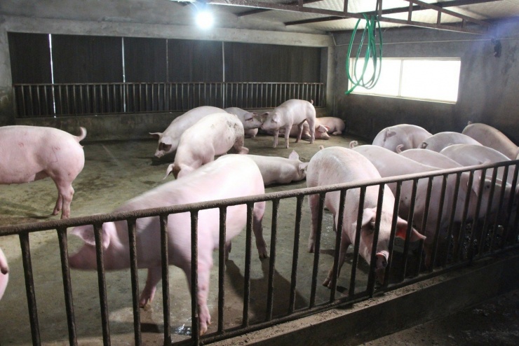 Dịch bệnh diễn biến phức tạp ảnh hưởng lớn đến ngành chăn nuôi.