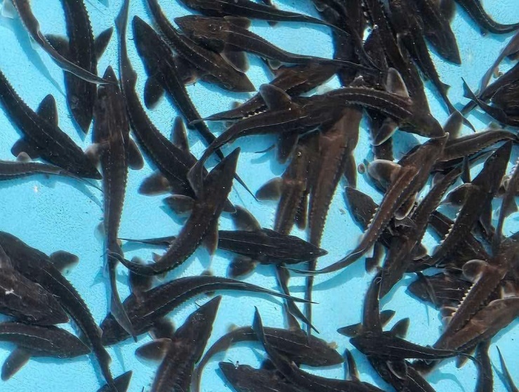 Người nuôi cá tầm ở Lào Cai đang gặp khó. Ảnh: NVCC