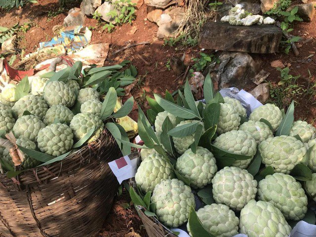 Cận cảnh na Đồng Bành được thu hái tại Chi Lăng, Lạng Sơn có ngoại hình khác xa so với na gắn mác Đồng Bành đang bày bán ở chợ đầu mối phía Nam.