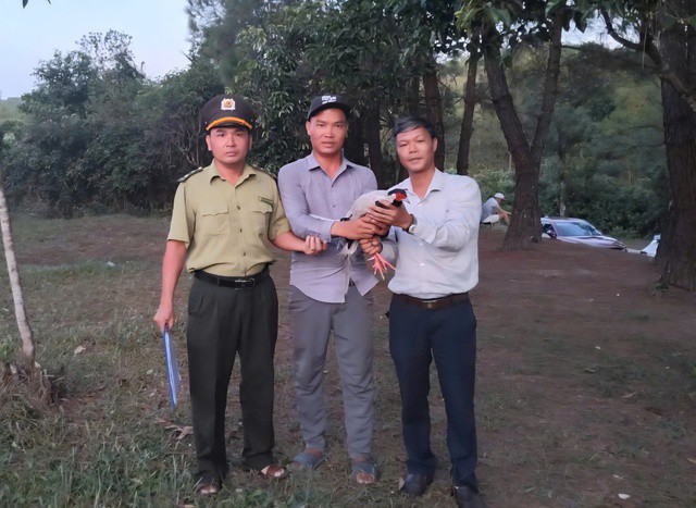 Anh Lộc bàn giao gà lôi trắng cho cơ quan chức năng.