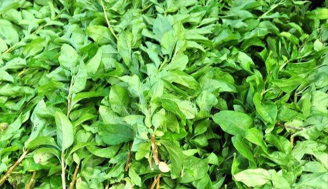 Bất ngờ loại lá được ví như &#39;nhân sâm của người nghèo&#39;, hỗ trợ thải độc gan, cải thiện thị lực, nhiều người bỏ qua - 3