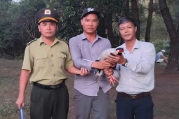 Tin tức trong ngày - Phát hiện gà lôi trắng quý hiếm bay vào quán nước, người đàn ông giao nộp cho phường