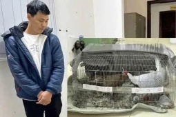 Diễn biến vụ lĩnh 6 năm tù vì nuôi bán 13 con gà lôi trắng sẽ ra sao?