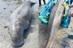 Tin tức trong ngày - ‘Nàng tiên cá’ nặng 300kg trôi dạt vào bờ biển Côn Đảo, 8 người mới có thể đưa lên bờ