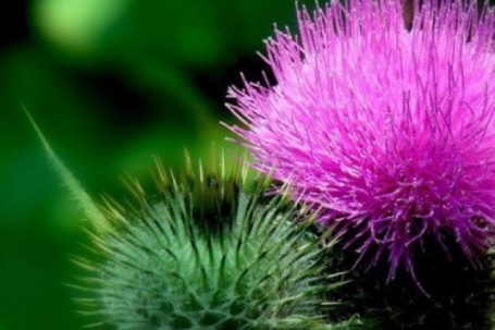 5 loại gia vị và thảo mộc tốt cho bệnh gan nhiễm mỡ không do rượu