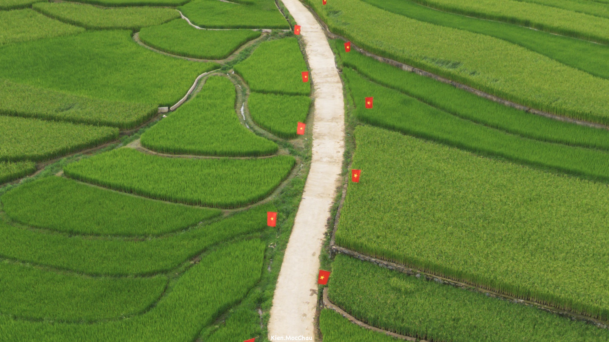 Con đường rực rỡ cờ đỏ sao vàng giữa cánh đồng lúa Suối Lìn - 4