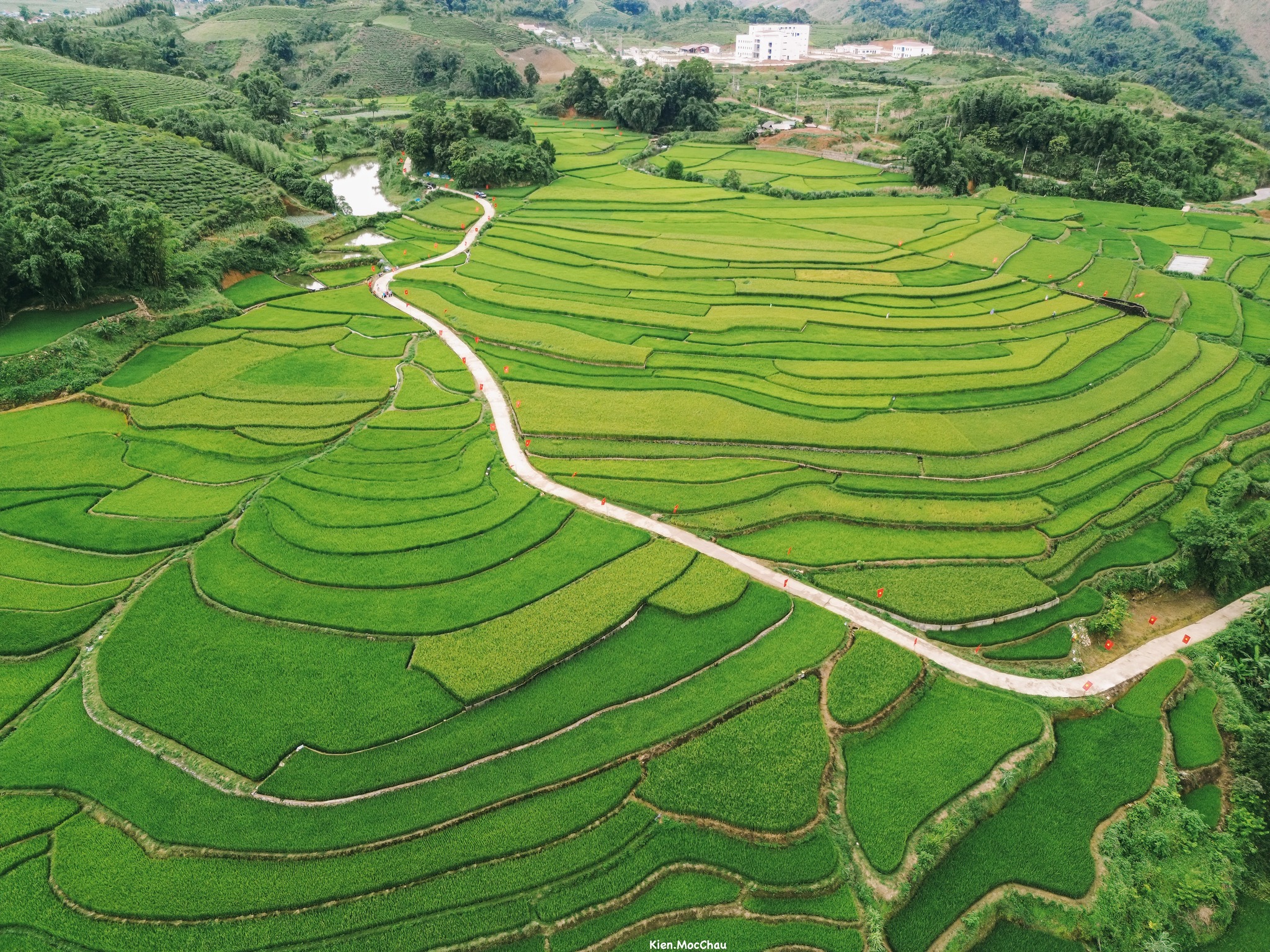 Con đường rực rỡ cờ đỏ sao vàng giữa cánh đồng lúa Suối Lìn - 8
