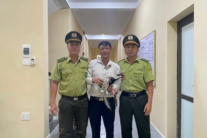 Phát hiện gà lôi trắng quý hiếm bay vào quán nước, người đàn ông giao nộp cho phường - 2
